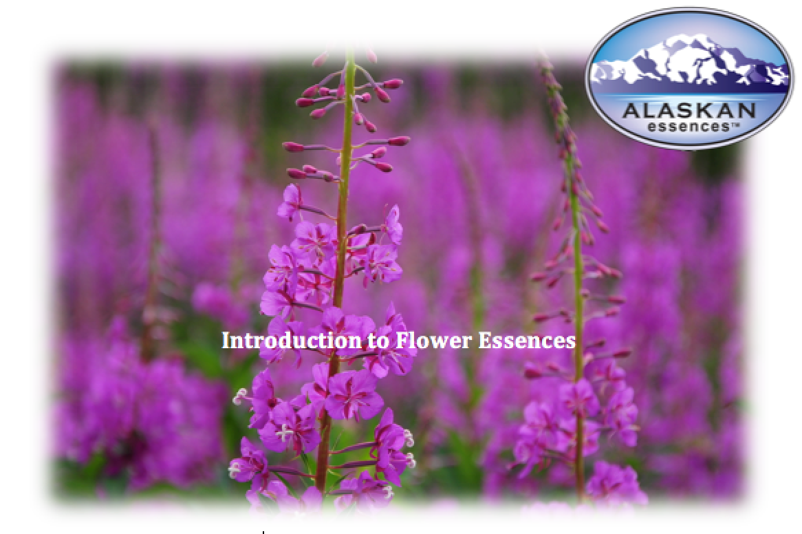 Introduction to Flower Essences Recording Alaskan Essences Online Store