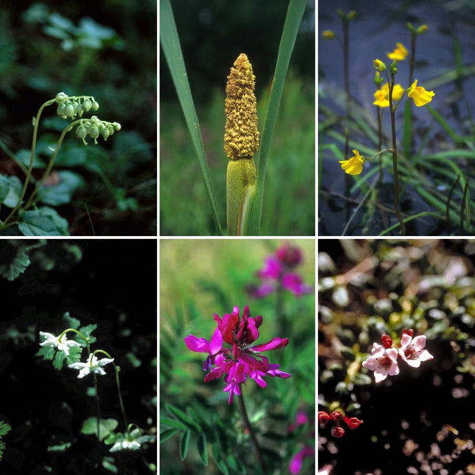 Flowers for Navigating Human Connections