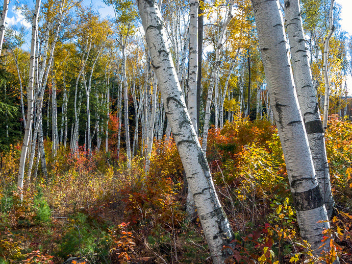 The Wisdom and Healing Power of Trees