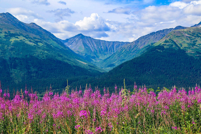 Renewal from within with the Fireweeds