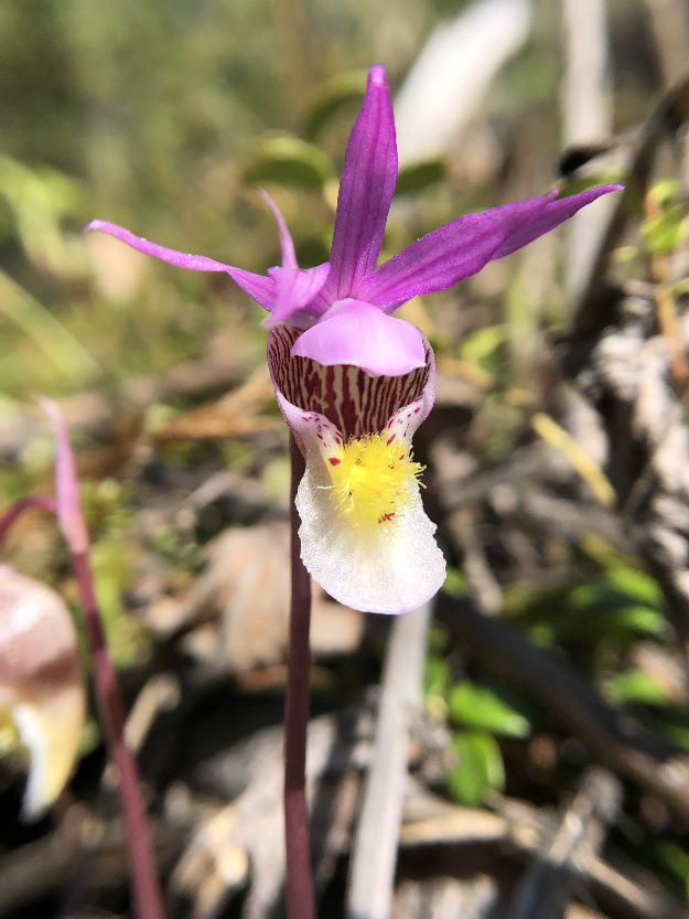 The Magic of making Flower Essences Alaskan Essences Online Store