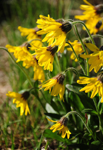 Alpine Arnica - <i>Arnica alpina</i>