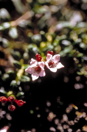 alpine lily flower essence Alpine Azalea Flower Essence- Loiseleuria procumbens 1/4 oz