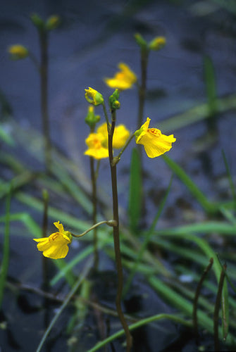 Bladderwort - <i>Utricularia vulgaris</i>