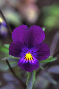 Blue Elf Viola