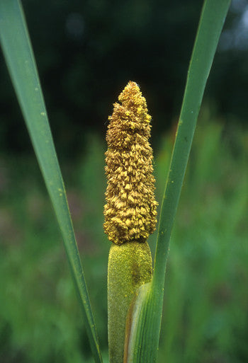 cattail plant Cattail Pollen Flower Essence