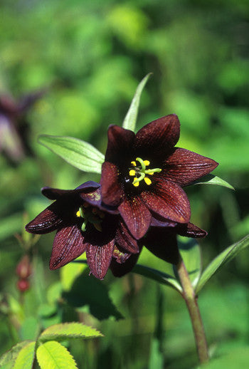 chocolate lily flower essence Chocolate Lily Flower Essence