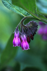 Comfrey