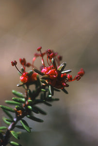 Crowberry