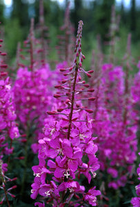 Fireweed