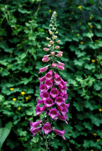 Foxglove