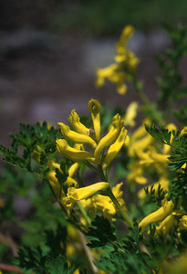 Golden Corydalis