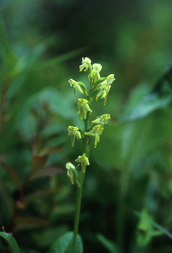 Green Bog Orchid