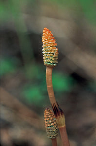 Horsetail