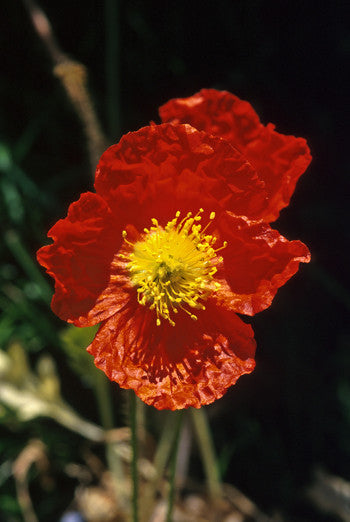 Iceland Poppy - Papaver nudicaule - Calyx Flowers, Inc