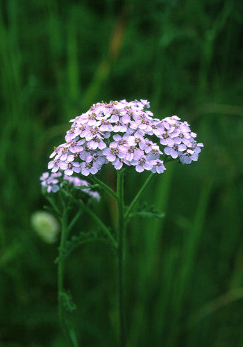 can you plant yarrow and lavender together Lavender Yarrow