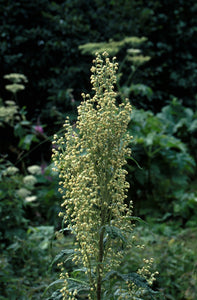 Mountain Wormwood