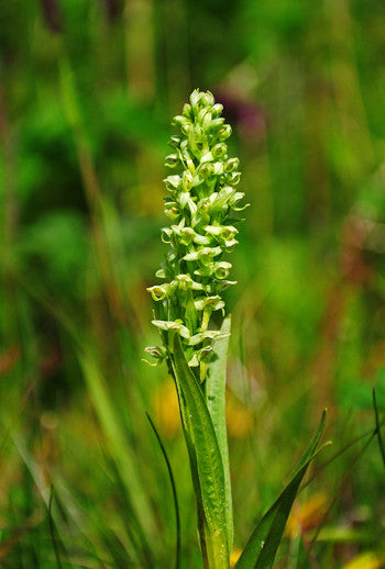 Northern Green Orchid Flower Essence - Platanthera hyperborean