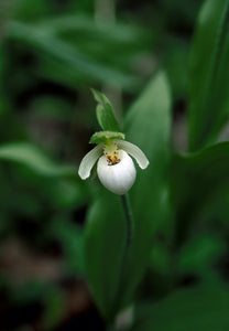 Northern Lady's Slipper