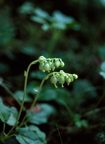 One-Sided Wintergreen Flower Essence - Pyrola secunda – Alaskan