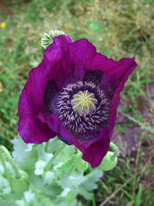 Purple Poppy