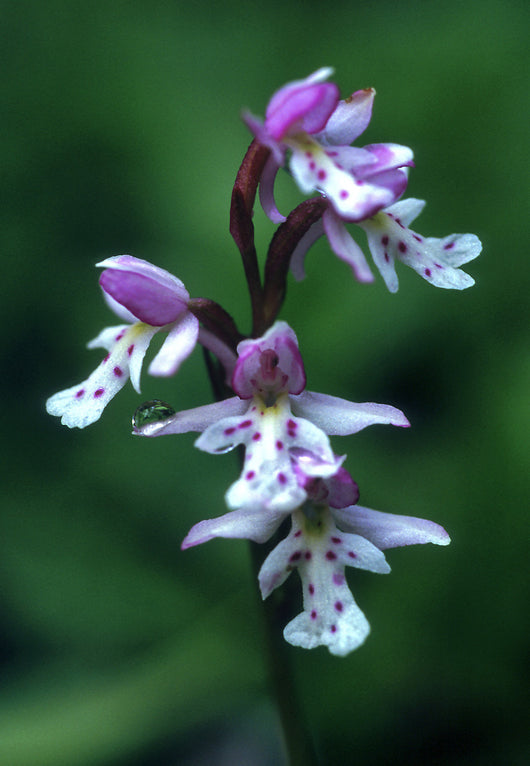 Round-Leaf Orchid