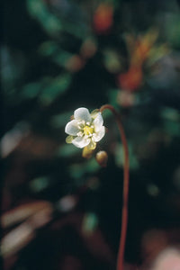 Round-Leaved Sundew