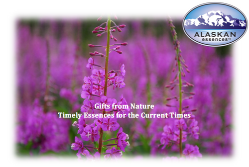 Gifts from Nature ~ Timely Essences - Recording