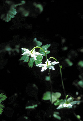 Single Delight Flower Essence - Moneses uniflora – Alaskan