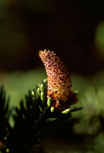 Sitka Spruce Pollen