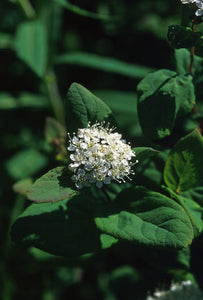 Spiraea