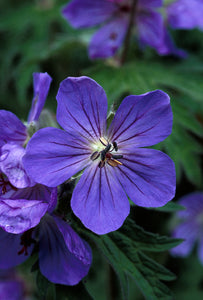 Sticky Geranium