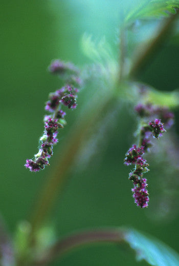 stinging nettle flower purple