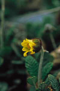 Yellow Dryas